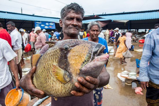 negombo-fish-market-one.jpg