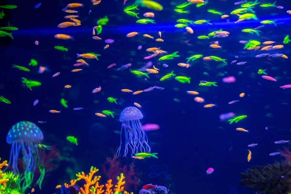 neon-fish-and-jelly-fish.jpg