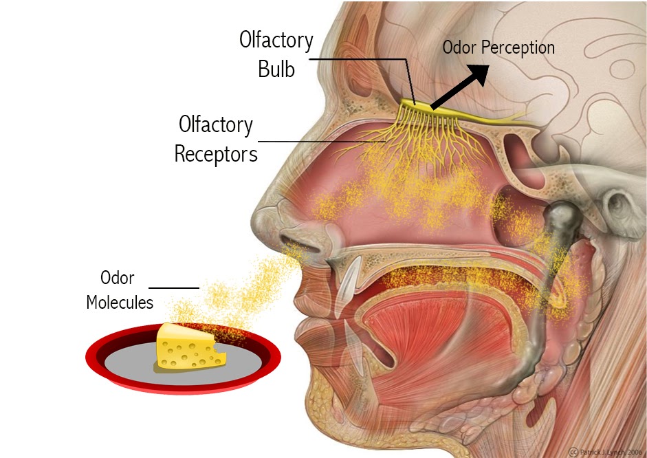 Olfactory.jpg