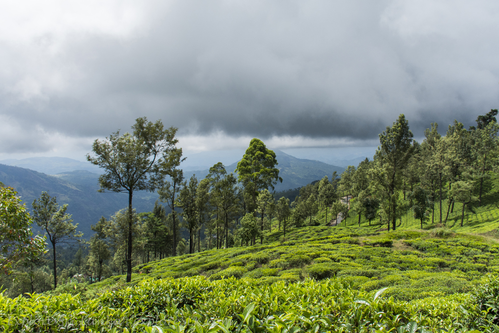On the Way to Mandaram Nuwara (2).jpg