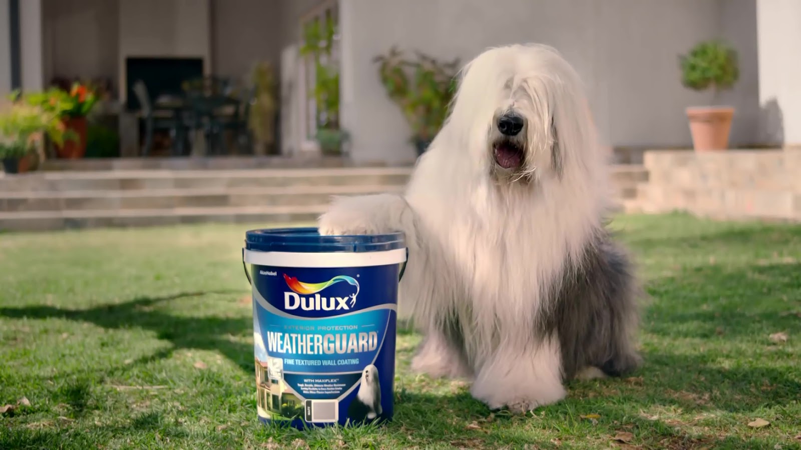 Oscar Dulux dog dead died JOY Dogs South Africa.jpg