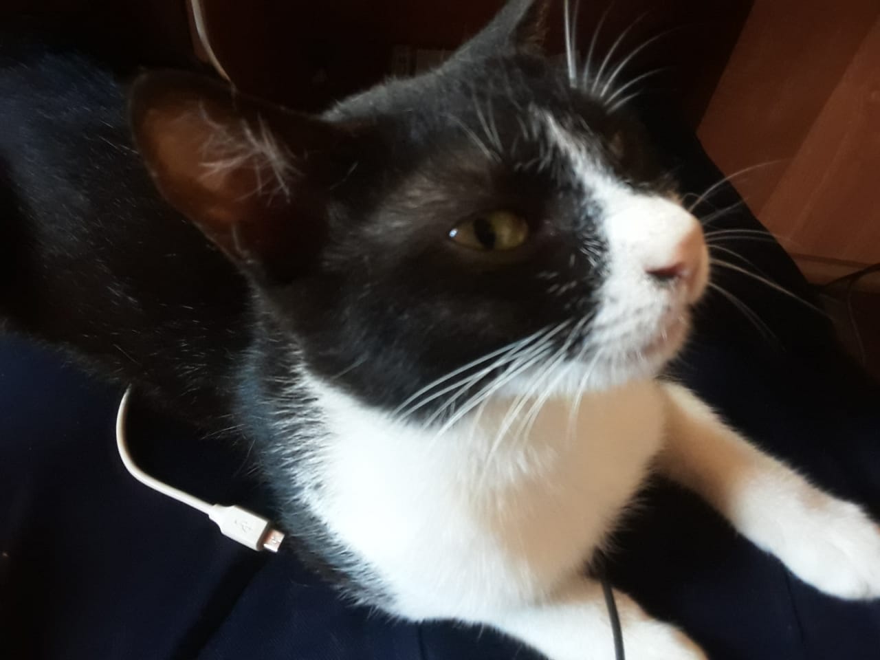 Our Cat.jpeg