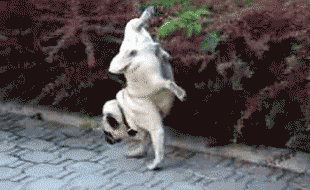 Ovb5.gif