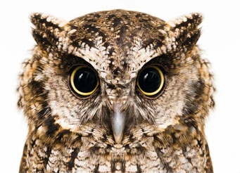 owl-Google-Search.jpg