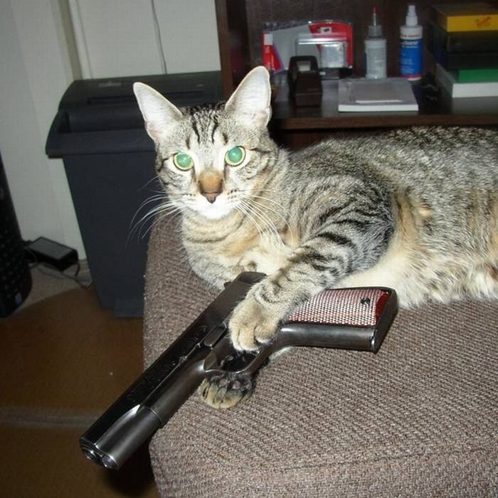 pets-with-guns43.jpg