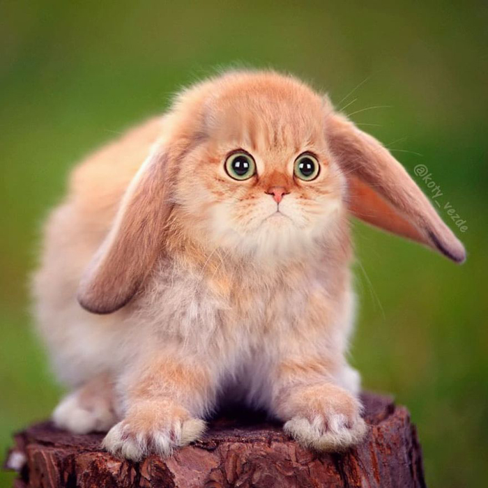 photoshopped-cat-faces-koty-vezde-rabbit.jpg