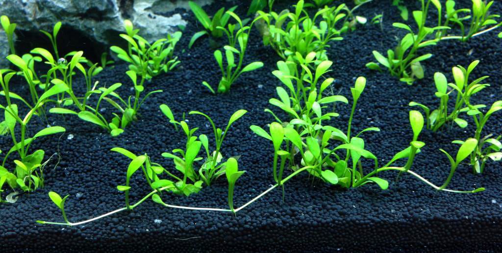 planted-tank-substrate-aquascaping-2-1024x517.jpg