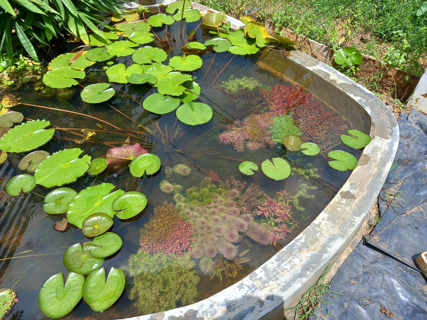 plants.jpg