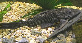 plecostomus-or-tank-cleaning-fish-21380442.jpg