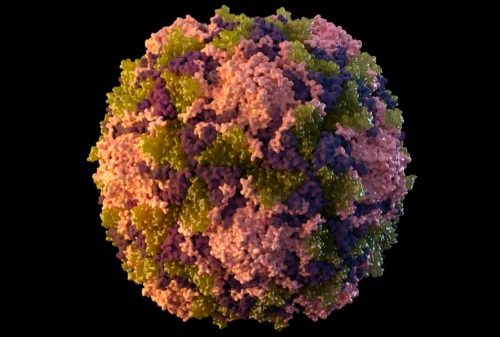 Polio_Virus.jpg