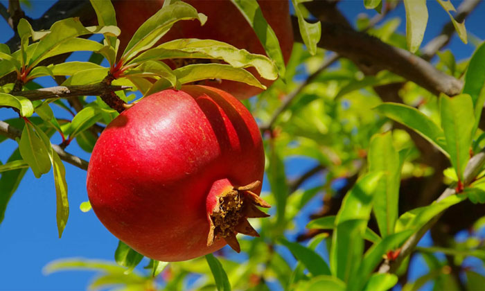 Pomegranate-Fruit-of-the-Month-thumb.jpg