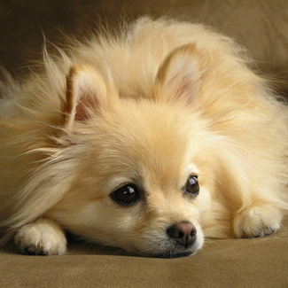 Pomeranian-fb.jpg