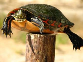 post_turtle.jpg