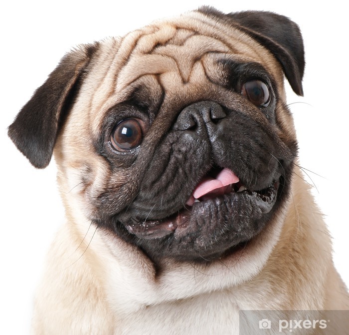 posters-pug-dog-isolated-on-a-white-background.jpg.jpg