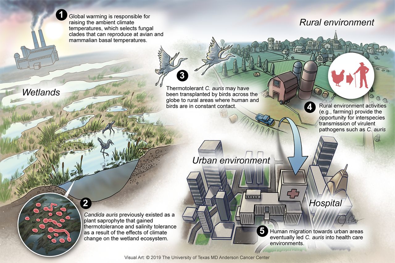 Proposed_scheme_for_the_emergence_of_Candida_auris.jpg