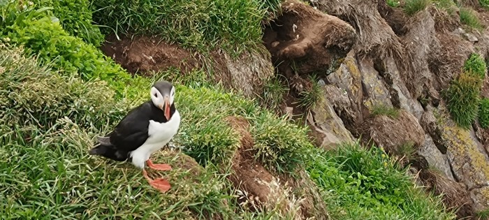 Puffin_1.jpg