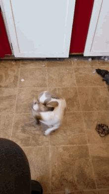 puppy-willow.gif