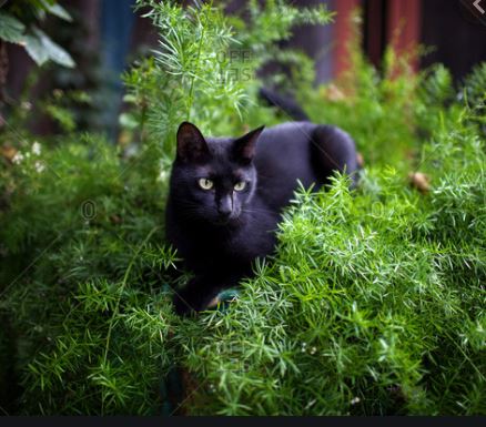 pUSSiNbUSH.JPG