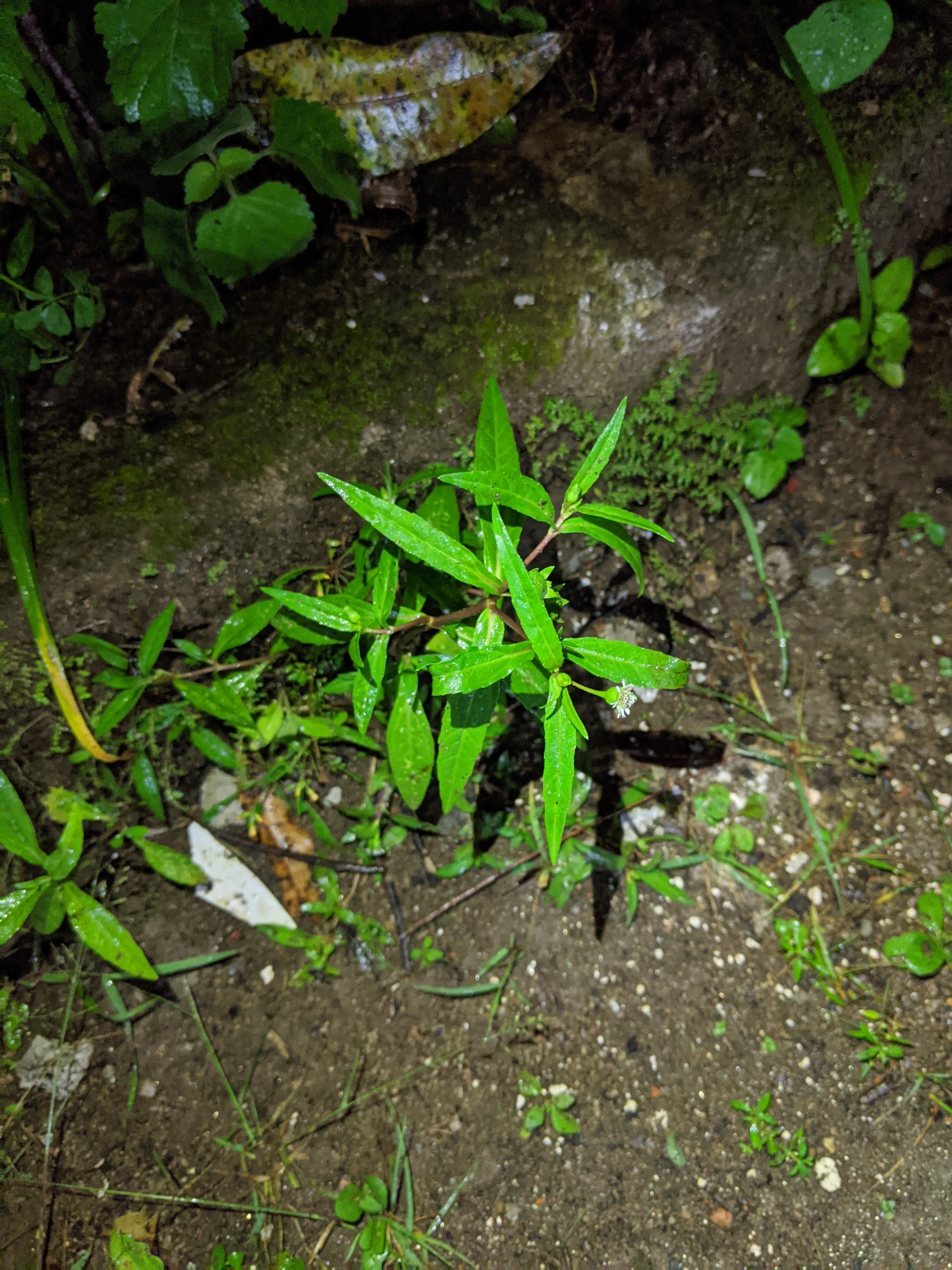 PXL_20201218_124618284.NIGHT.jpg