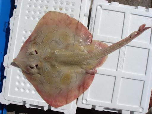 Raja_clavata_(juv).jpg