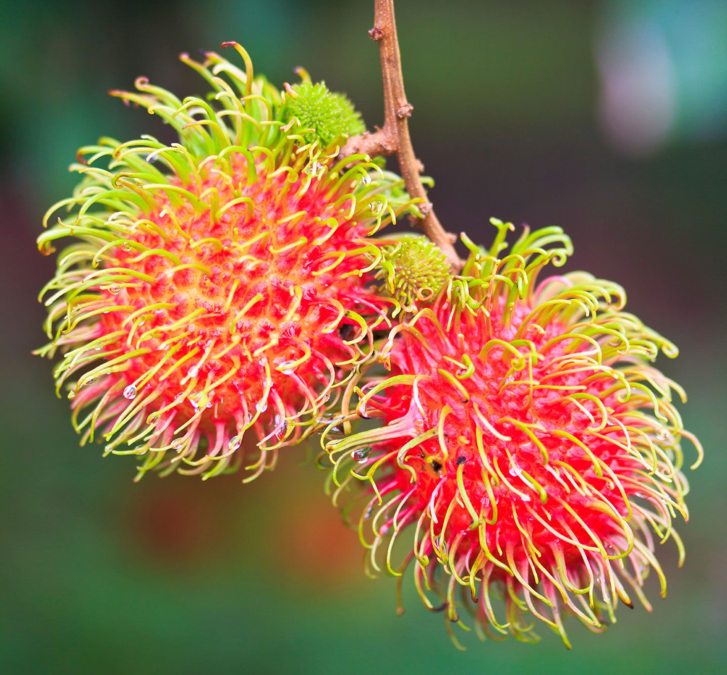 rambutan-fruit.jpg