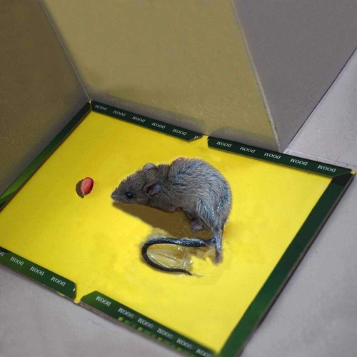 rat-glue-trap-500x500.jpg
