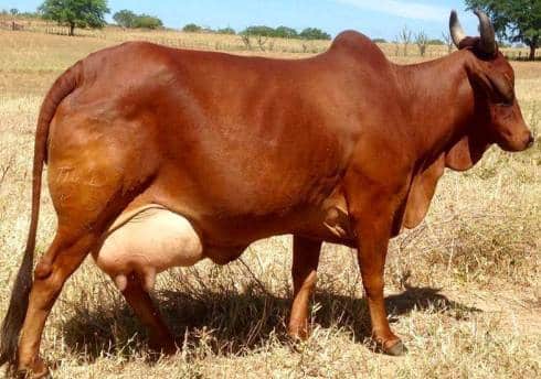 Red-Sindhi-Cow..jpg