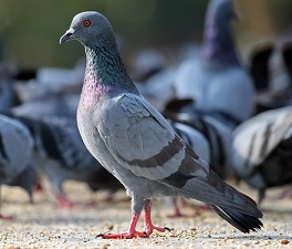 Rock_Pigeon_Columba_livia.jpg
