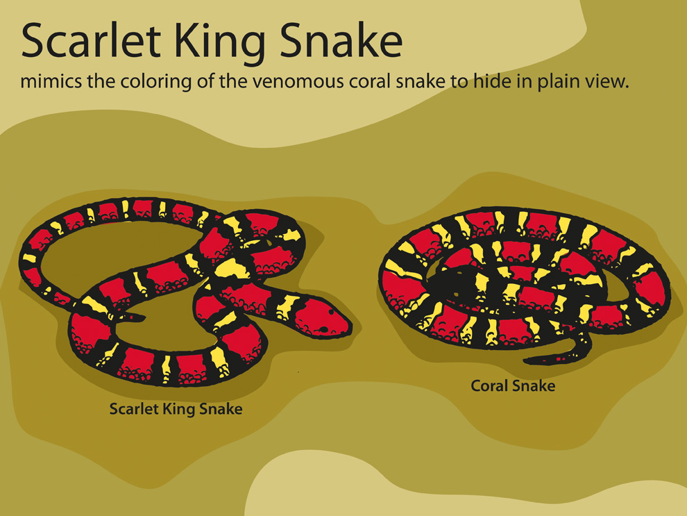scarlet-king-snake.jpg