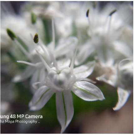 Screenshot 2021-10-15 at 11-59-33 Upload Image — Free Image Hosting.png