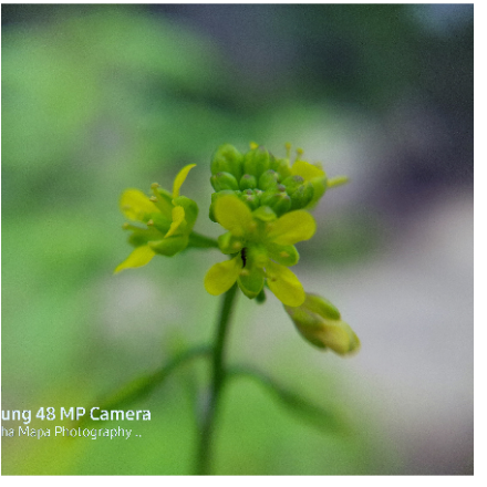 Screenshot 2021-10-15 at 11-59-38 Upload Image — Free Image Hosting.png