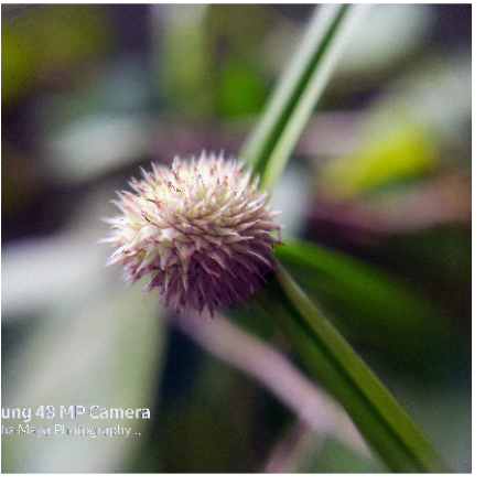 Screenshot 2021-10-15 at 11-59-50 Upload Image — Free Image Hosting.png
