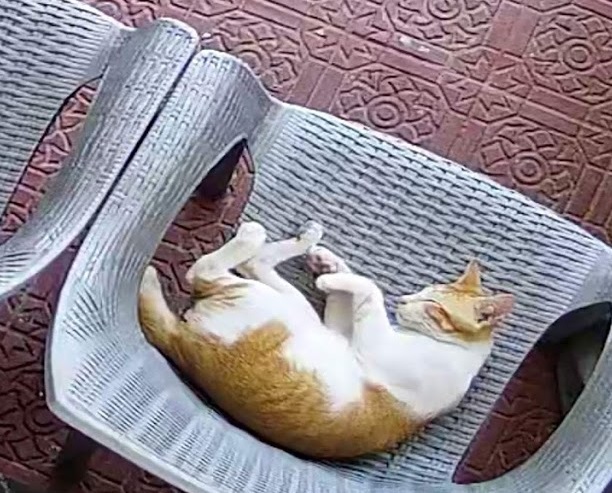 Screenshot_20210225-122649_Imou Life.jpg