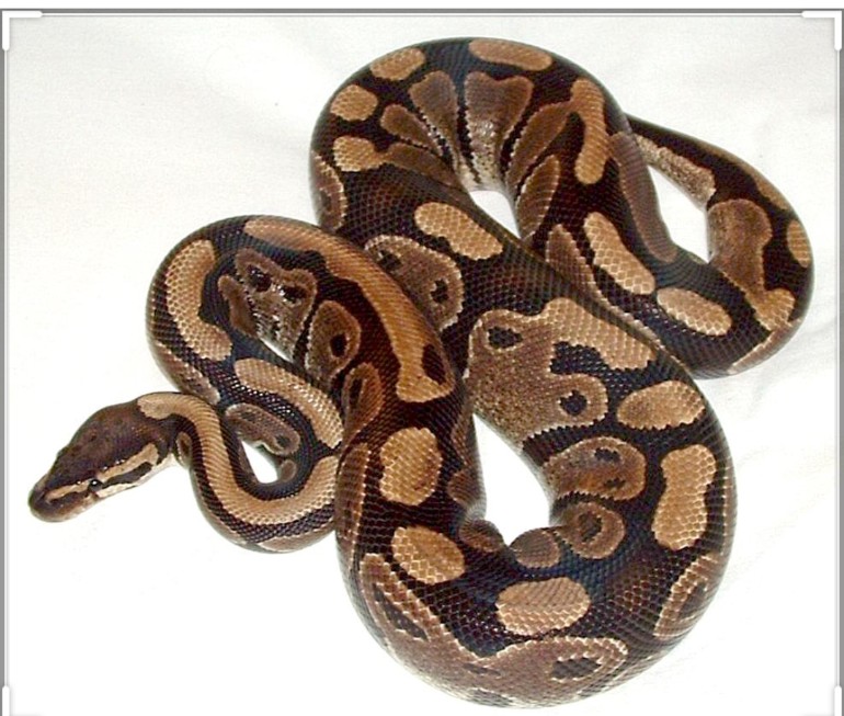 Screenshot_2021_0222_151753.jpg