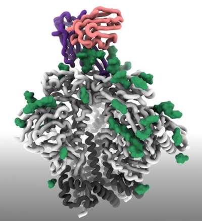 scripps_HIV_1.jpg