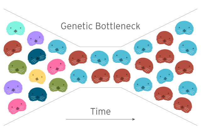 sea-otter-genetic-bottleneck.png