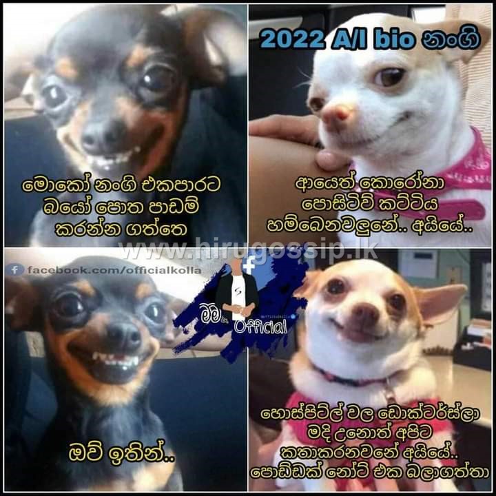 sewwandifox_21.jpg