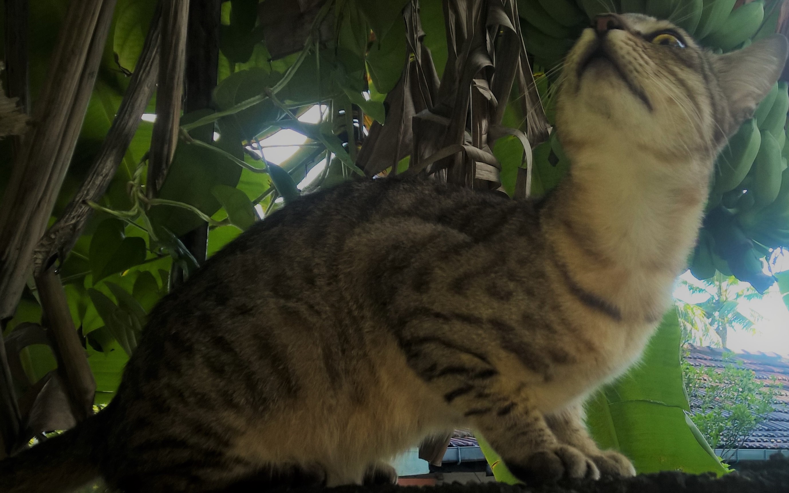 Shyamen_0024_kitty.jpg