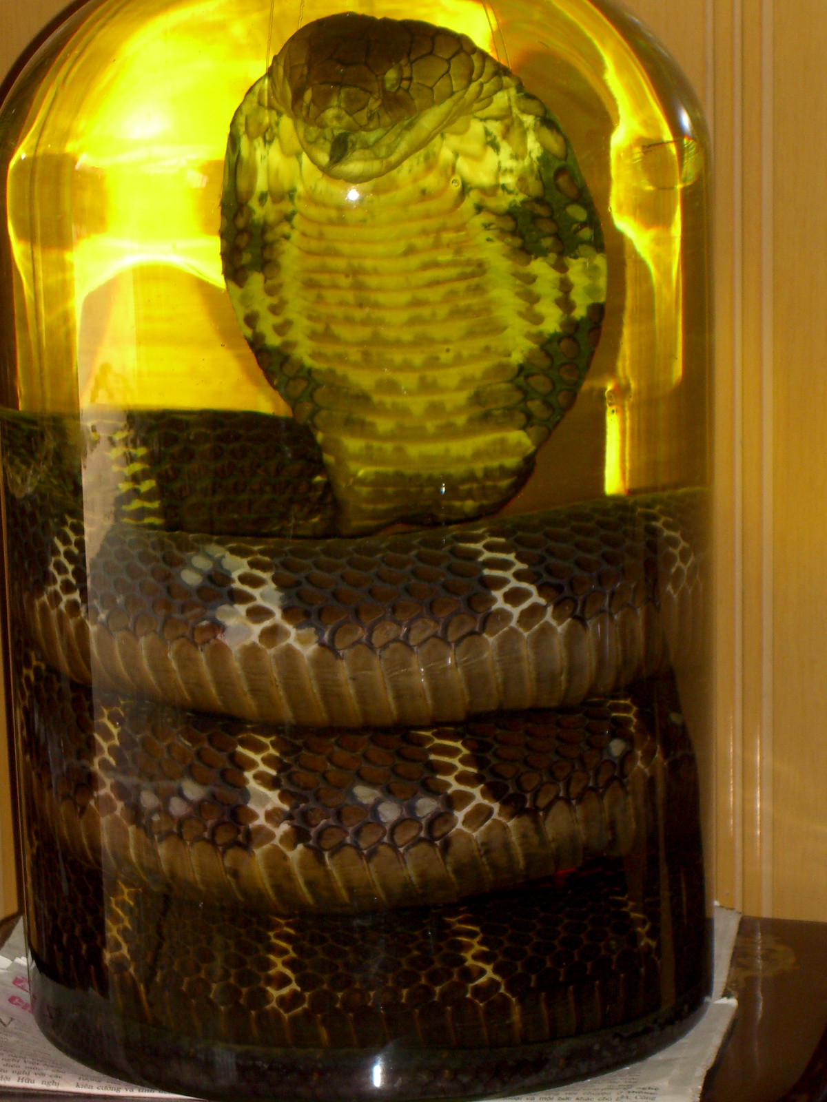 Snake wine (21).jpg