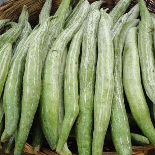 snakegourd-500x500.jpg