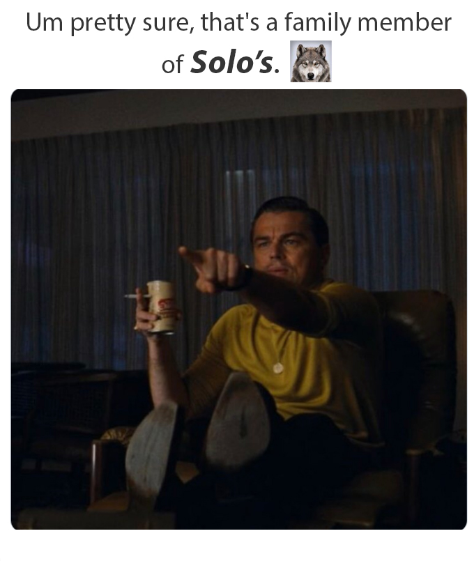 Solo.jpg