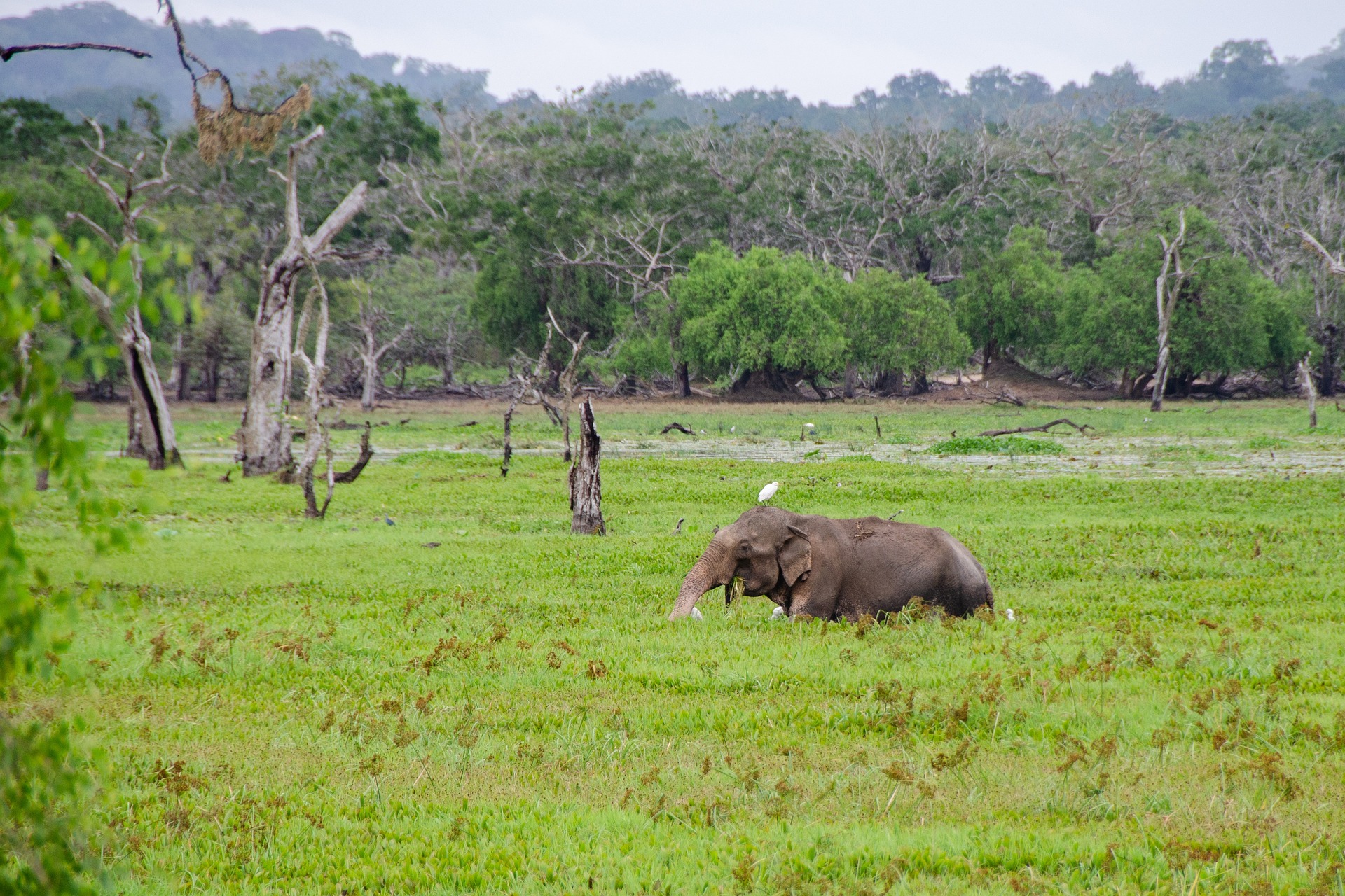 sri-lankan-elephant-4043774_1920.jpg