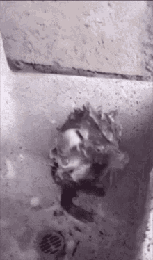 ssss.gif