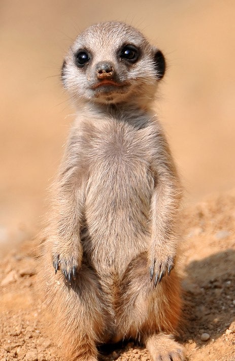 standing-meerkat.jpg