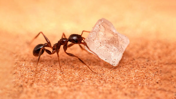 sugar-ants.jpg