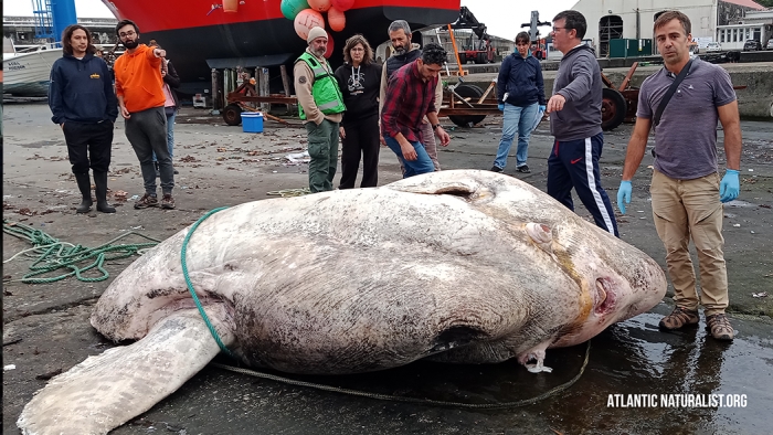 Sunfish.jpg