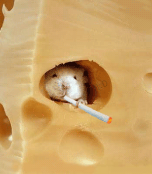 Swiss_7c8d31_1878212.gif