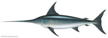 Swordfish.jpeg