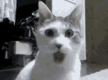 tenor (4).gif