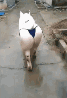 tenor aa.gif